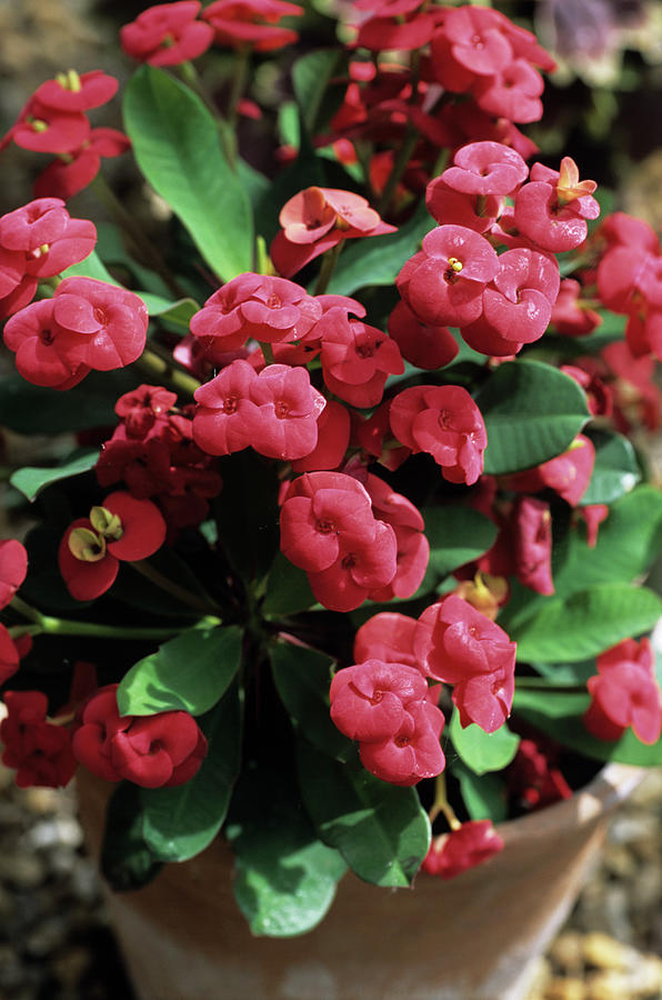 Crown Of Thorns Photograph by Adrian Thomas/science Photo Library