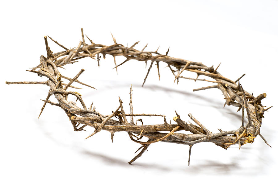 Crown of Thorns on a light background Photograph by Abzee