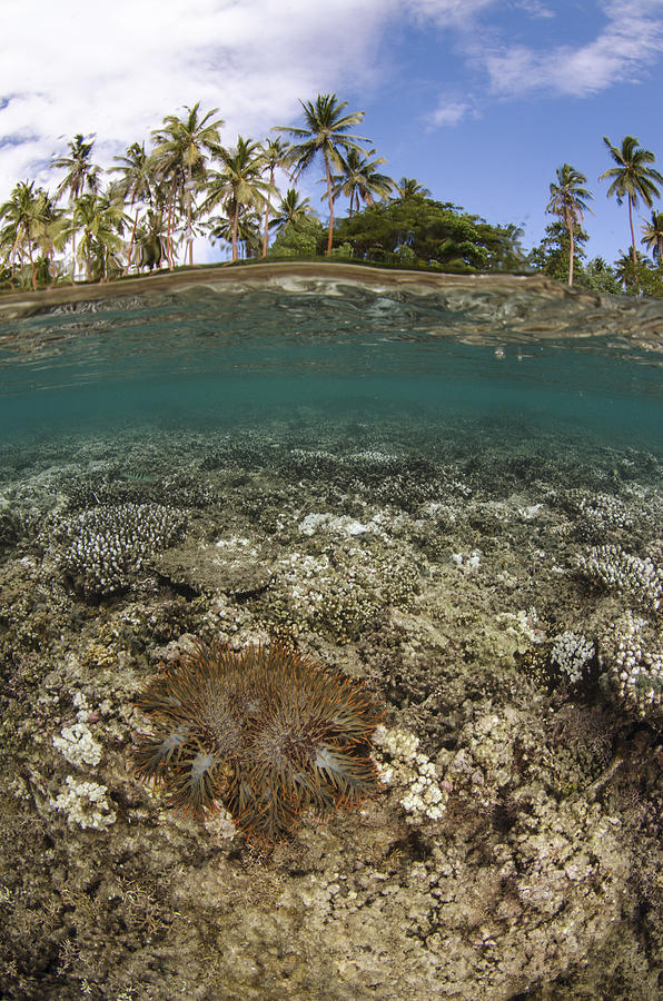 Crown-of-thorns Starfish Fiji Photograph by Pete Oxford