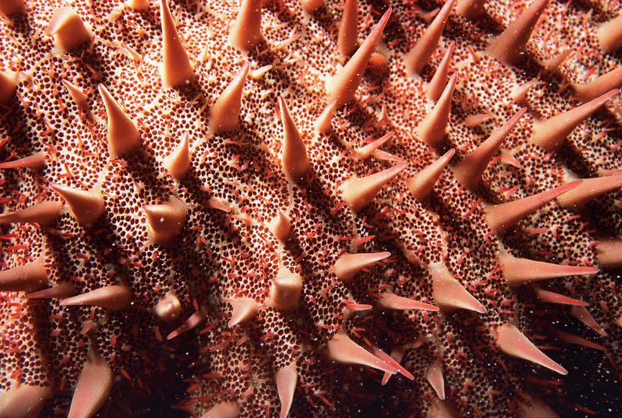 Crown Of Thorns Starfish By Lionel Tim Alistair Science Photo Library   Crown Of Thorns Starfish Lionel Tim  Alistairscience Photo Library 