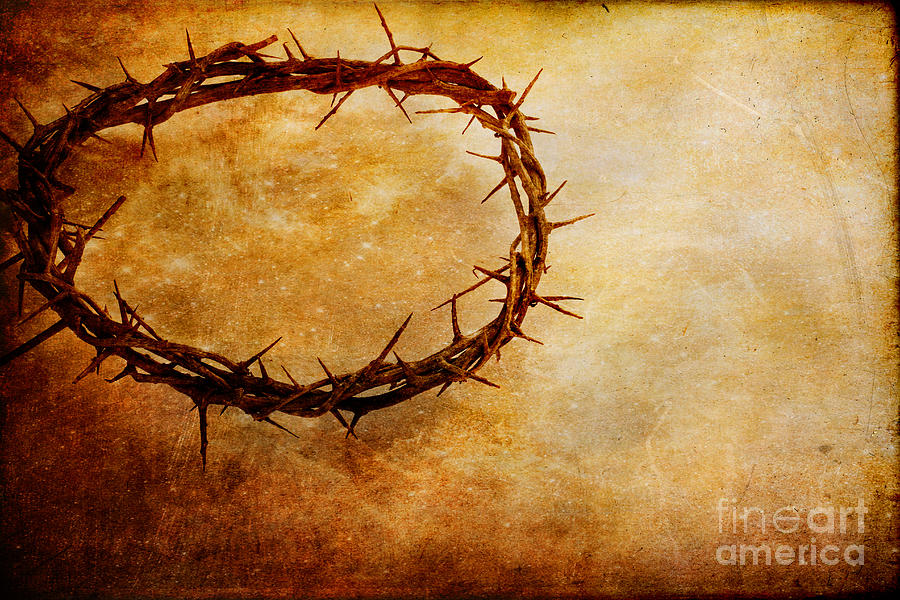 Crown of Thorns Photograph by Stephanie Frey