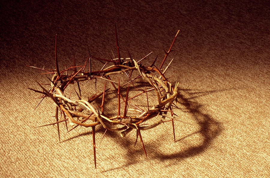 Crown Of Thorns Photograph by Vintage Images | Fine Art America