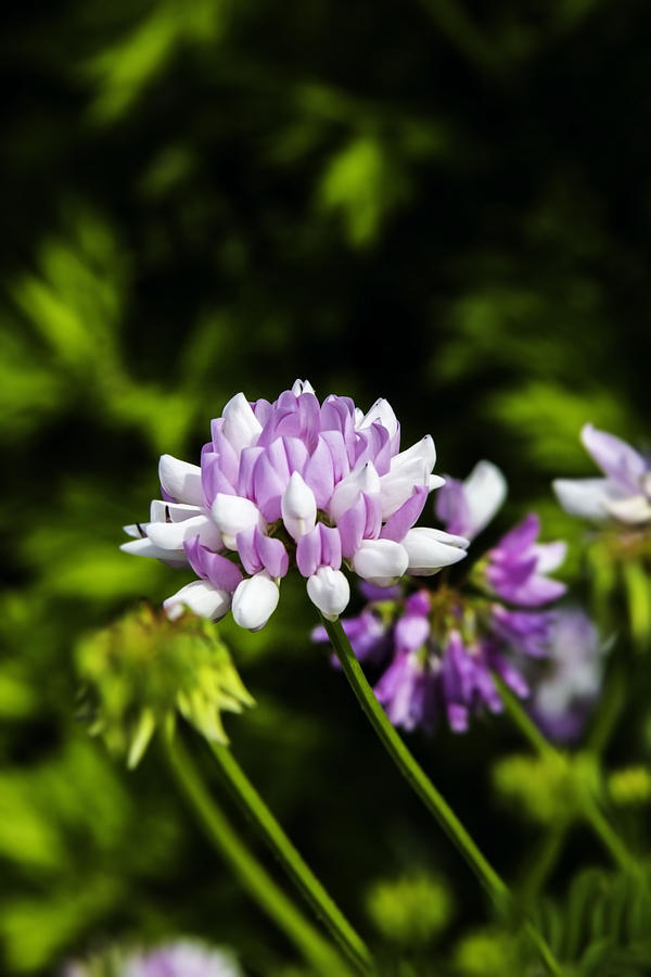 Flowers Still Life Photograph - Crown Vetch Coronilla Varia by Chen Li