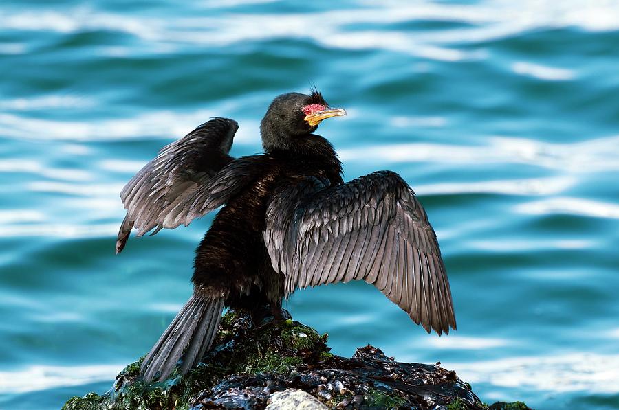 Bird Photograph - Crowned Cormorant Stretching Its Wings by Peter Chadwick/science Photo Library