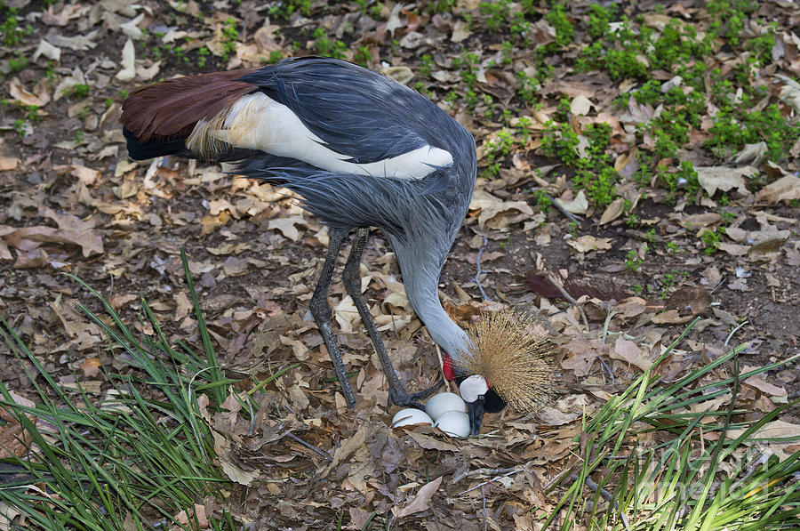 Egg Photograph - Crowned Crane And Eggs by Anthony Mercieca