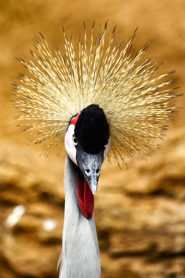 Crowned Photograph - Crowned Crane - Balearica Regulorum by Goyo Ambrosio Crowned Photograph - Crowned Crane - Balearica Regulorum by Goyo Ambrosio