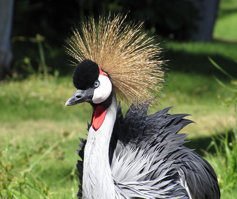 Crowned crane Photograph by Barry Bohn