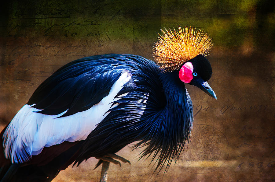 Crowned Crane Photograph by Jenny Rainbow