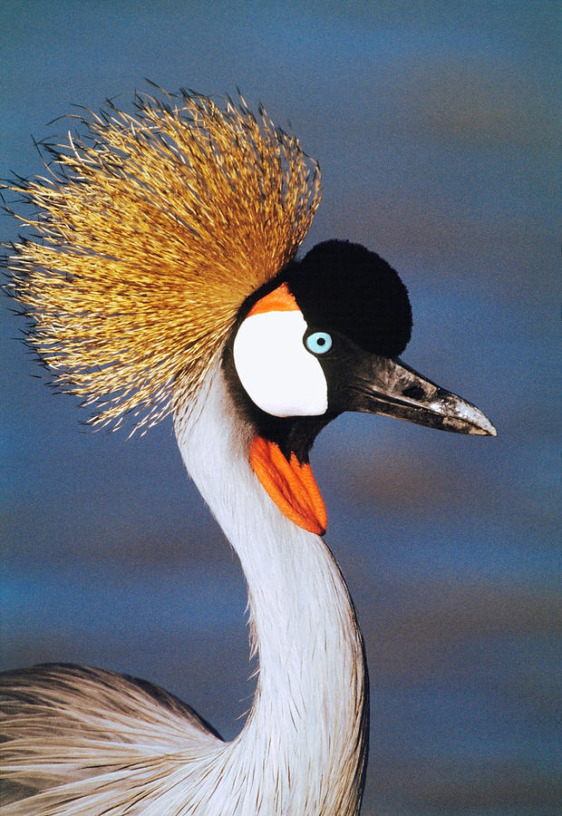 Crane Photograph - Crowned Crane Tanzania Africa by Panoramic Images