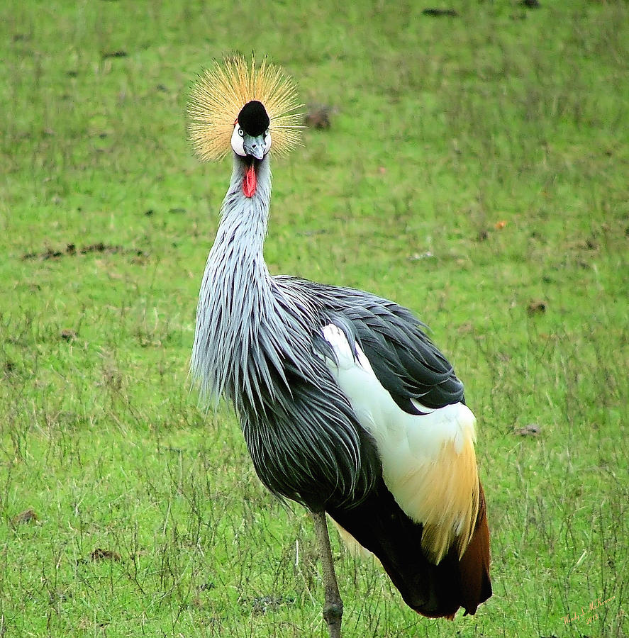 Crowned Crane Photograph by Wendy McKennon