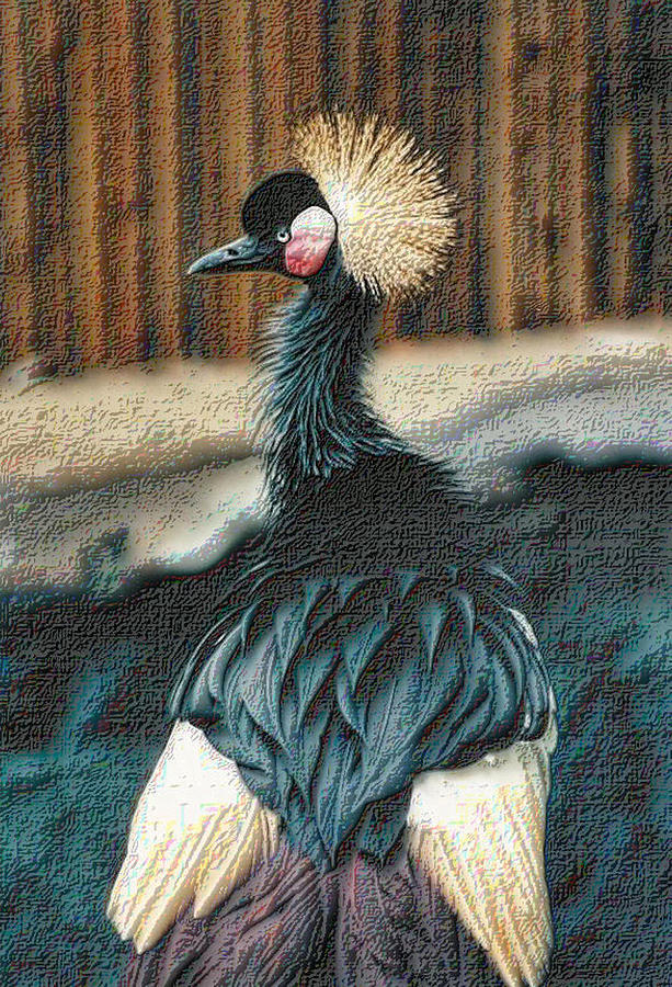 Crowned Crested Crane Photograph by Nadalyn Larsen