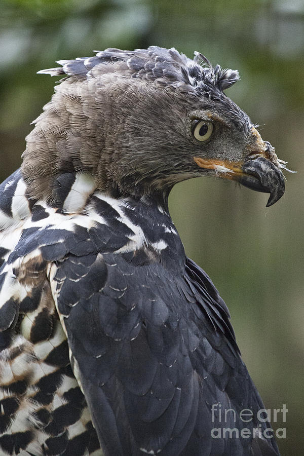 Eagle Photograph - Crowned Eagle by Douglas Barnard