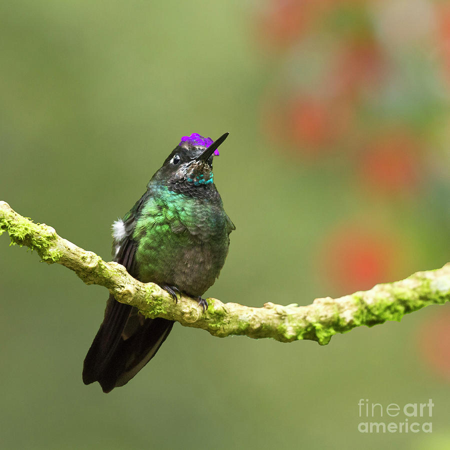 Hummingbird Photograph - Crowned Hummingbird by Heiko Koehrer-Wagner