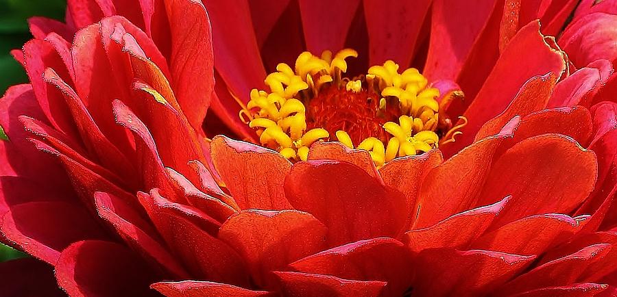 Nature Photograph - Crowned Jewel by Bruce Bley