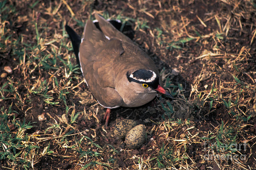 Crowned-lapwing Tending Nest Photograph by Ron Sanford