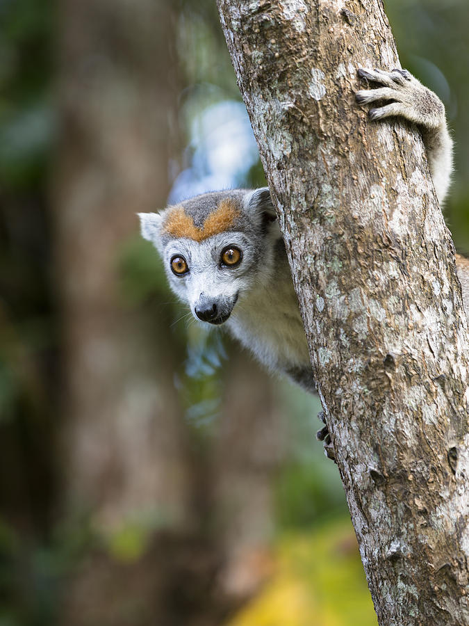 Crowned Lemur Female Madagascar Photograph by Konrad Wothe