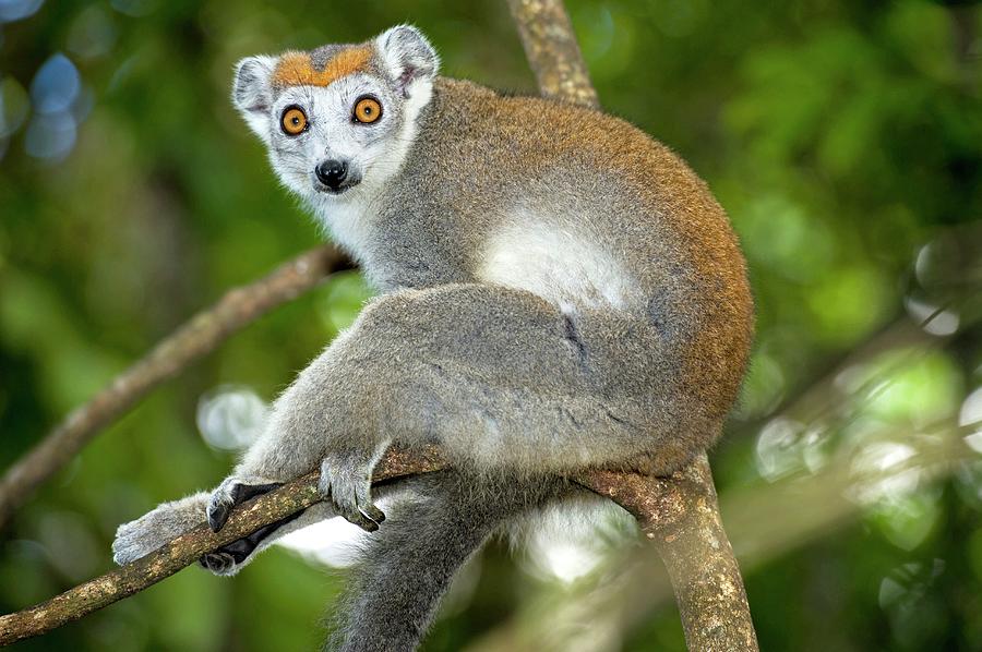 Crowned Lemur Female Photograph by Tony Camacho/science Photo Library