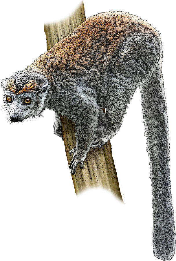 Crowned Lemur, Illustration Photograph by Roger Hall
