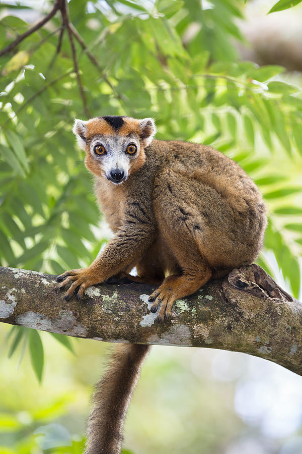Crowned Lemur Male Madagascar Photograph by Konrad Wothe