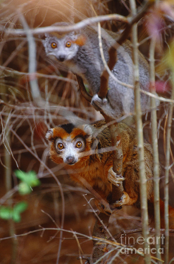 Crowned Lemurs, Madagascar Photograph by Art Wolfe