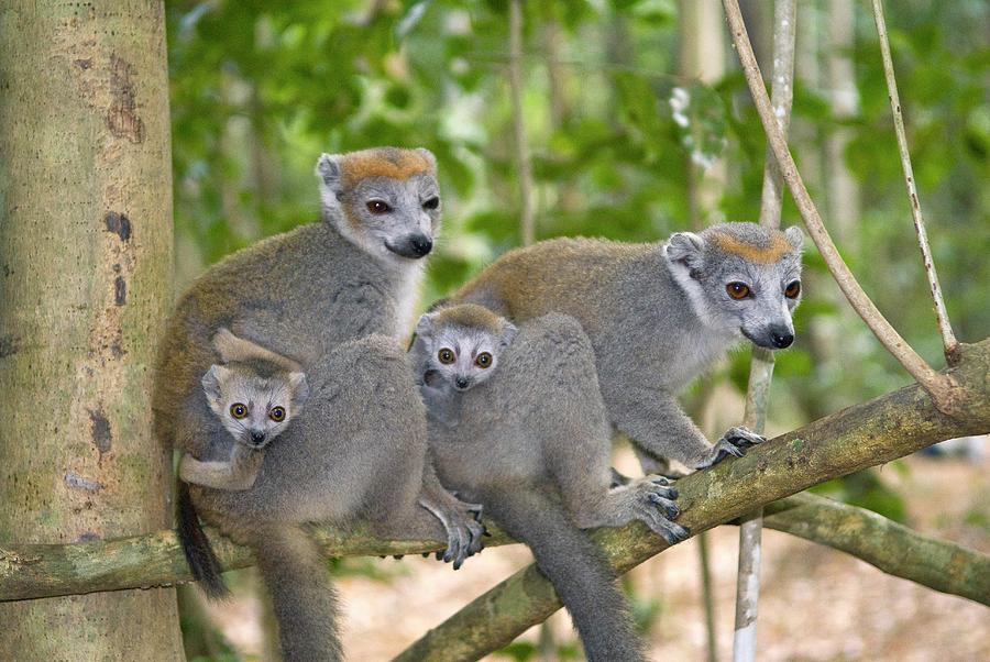 Crowned Lemurs Photograph by Philippe Psaila/science Photo Library