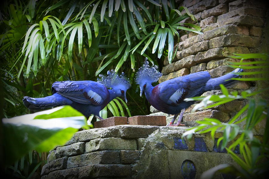 Crowned Pigeons Photograph by Laurie Perry