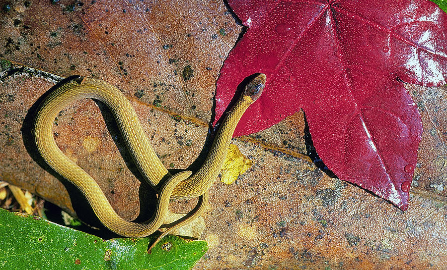 Crowned Snake Photograph by Buddy Mays