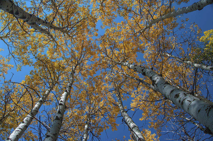 Crowns of Aspen Gold Photograph by Sam Sherman
