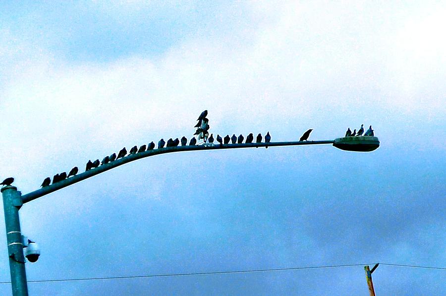 Crows 30 - Pigeons 5 Photograph by A L Sadie Reneau