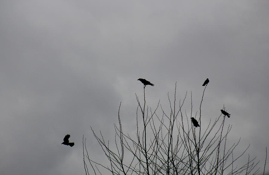 Crow Photograph - Crows Around by Serdar Andonyan