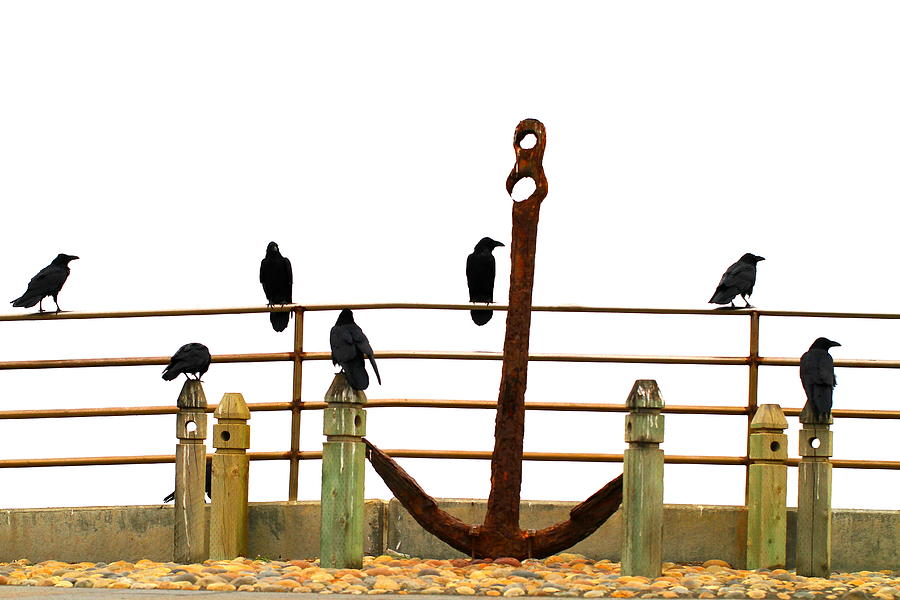 Crows At Anchor Photograph by John King I I I