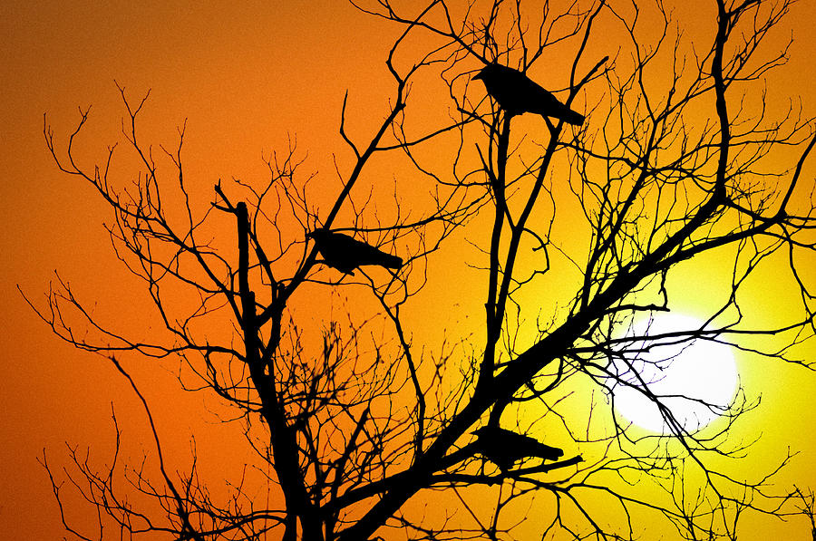 Crows at Sunset Photograph by Bill Cannon