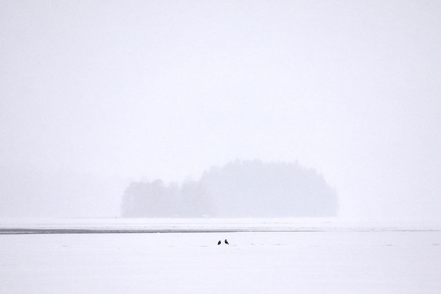 Crows fishing Photograph by Jouko Lehto