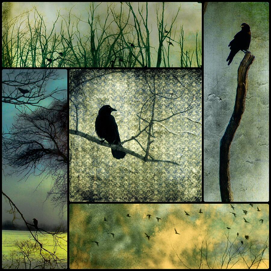 Bird Photograph - Crows In Nature Collage by Gothicrow Images