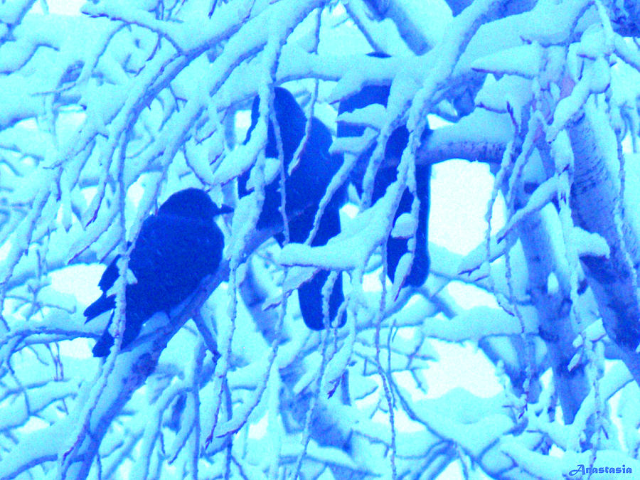 Crow Photograph - Crows in the Snow by Anastasia Savage Ealy