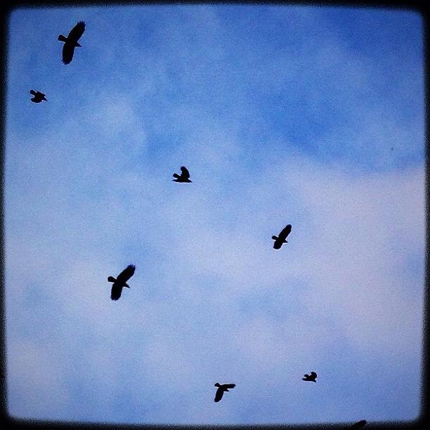 Crow Photograph - Crows. #instagood #picoftheday by Kevin Smith