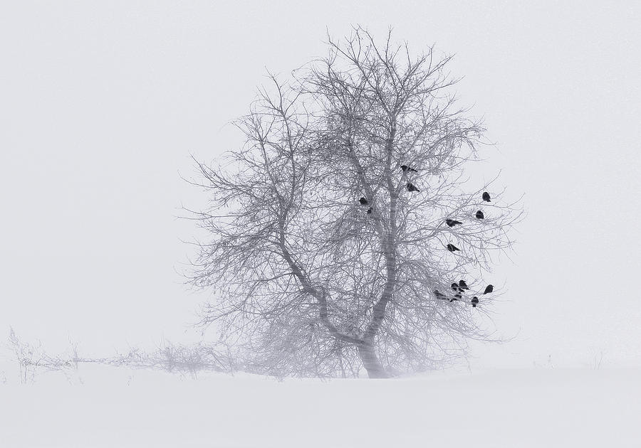 Crows on Tree in WInter Snow Storm Photograph by Peter V Quenter