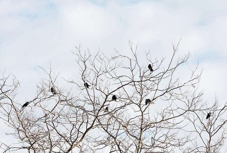 Crows Perched On Tree Branches In Photograph by Kathrynhatashitalee