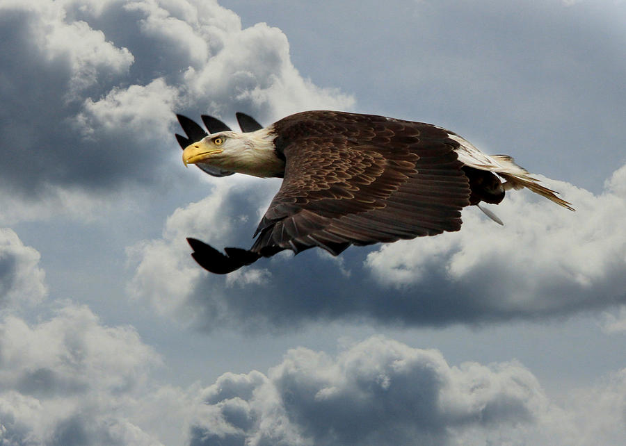 Eagle Photograph - Cruisin Altitude by Lori Deiter