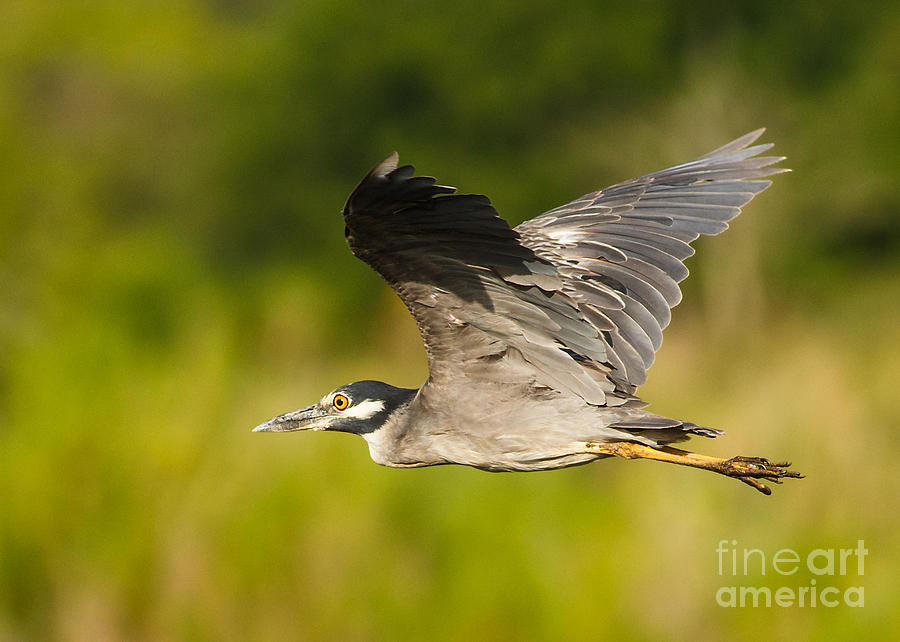 Heron Photograph - Cruisin Yellow by Carl Jackson