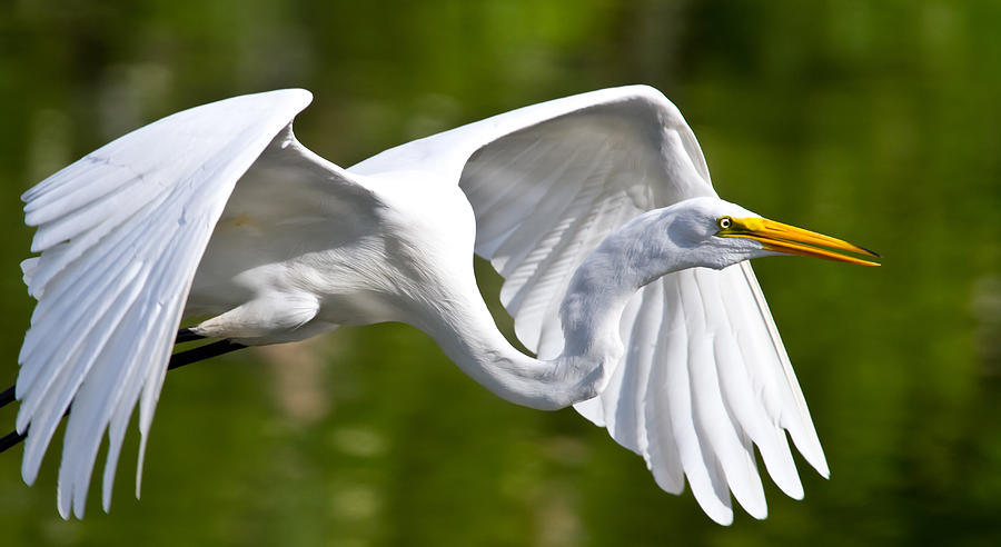 Cruising Egret Photograph by Andres Leon