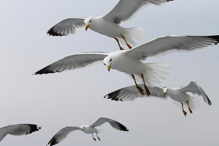Cruising Gulls Photograph by Saya Studios