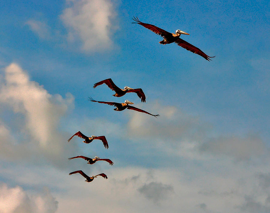 Cruising Pelicans. Melbourne Shores. Photograph by Chris  Kusik