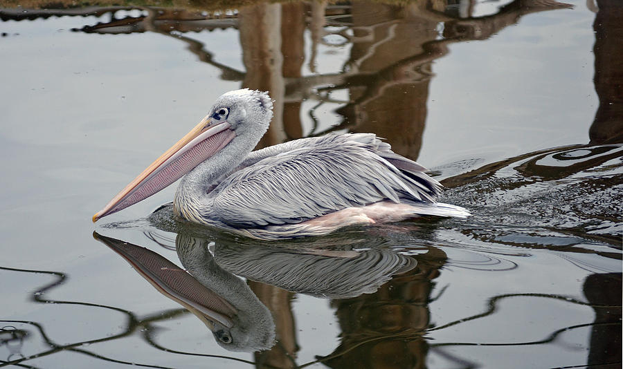 Pelican Photograph - Cruising by Robert Bartlett