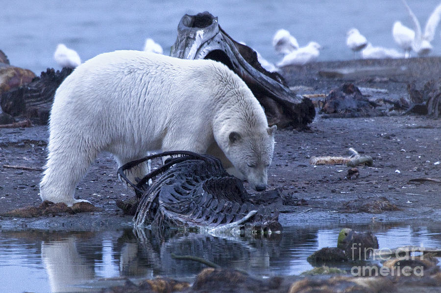 Polar Bear Photograph - Cruising the Bone Pile by Sharon Ely
