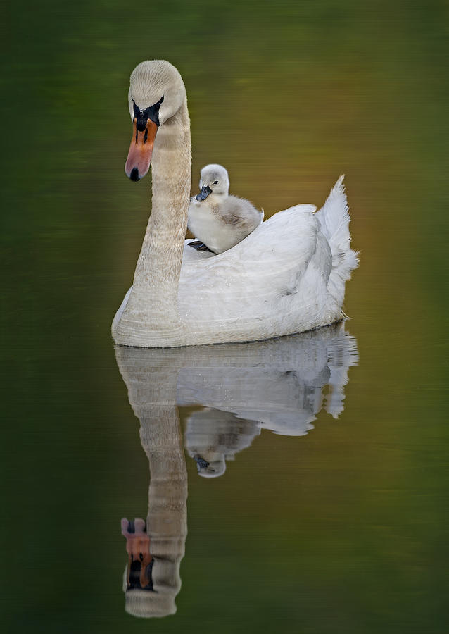 Cruising With Mom Photograph by Susan Candelario