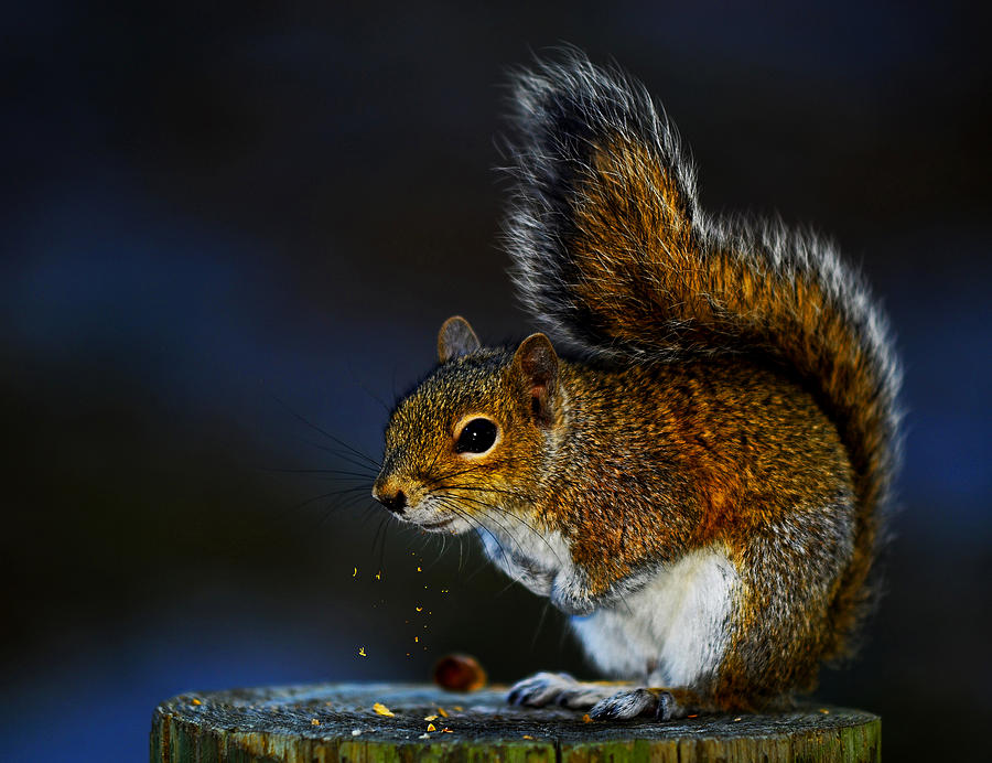 Squirrel Photograph - Crumbs. by Stuart Harrison