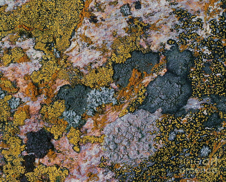 Crustose Lichens Photograph by Hermann Eisenbeiss