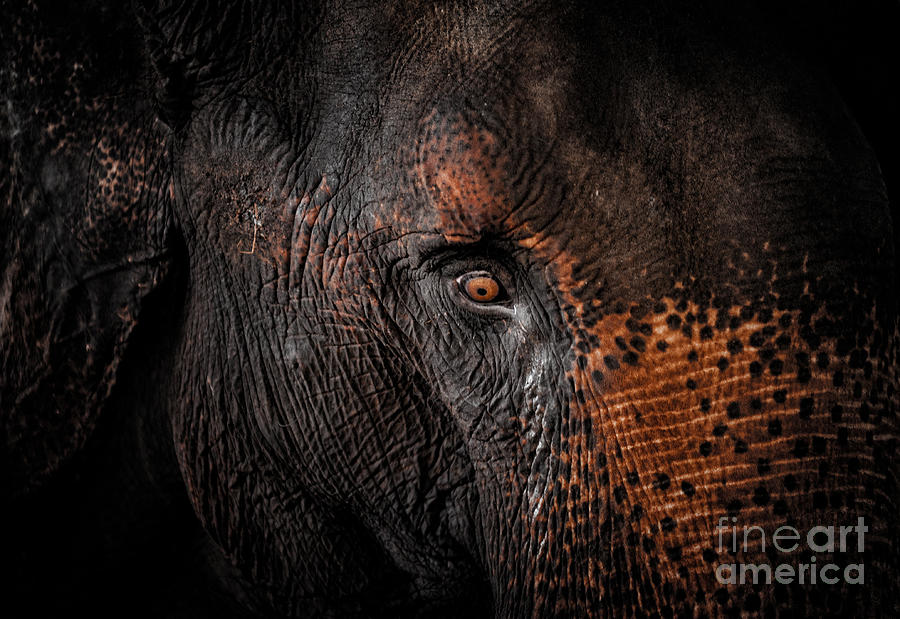 Cry of An Elephant  Photograph by Venura Herath
