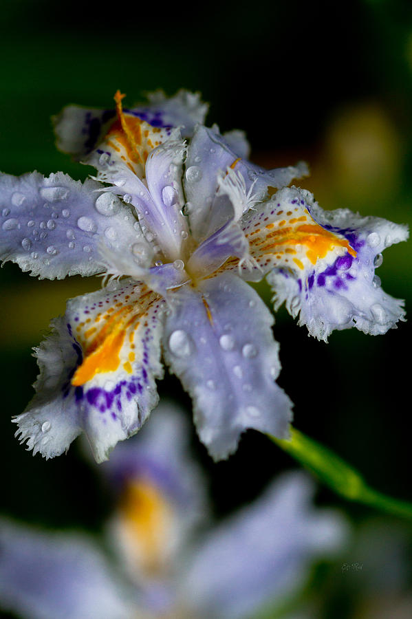 Nature Photograph - Crying fringed iris-Iris japonica by Eti Reid